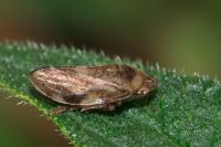 Philaenus spumarius