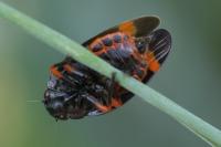 Cercopis intermedia