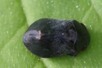 Penthimia nigra