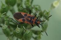 Corizus hyoscyami