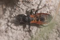 Peirates stridulus