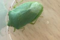 Nezara viridula