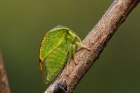 Stictocephala alta