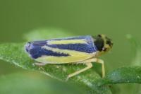 Evacanthus interruptus