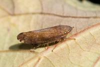 Fieberiella florii