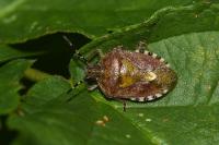 Dolycoris baccarum