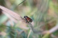 Haematoloma dorsata