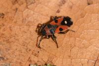 Horvathiolus superbus