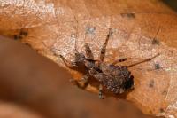 Himacerus mirmicoides