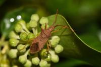 Gonocerus acuteangulatus