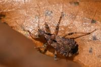 Himacerus mirmicoides