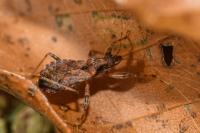 Himacerus mirmicoides