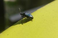 Zicrona caerulea