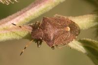 Peribalus strictus vernalis