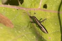 Micrelytra fossularum