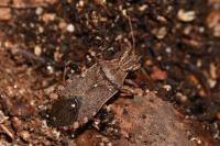 Ceraleptus gracilicornis
