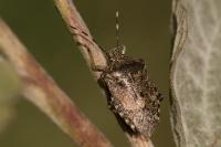 Rhaphigaster nebulosa