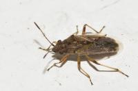 Nysius