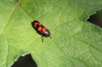 Cercopis vulnerata