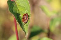 Graphosoma italicum