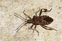 Leptoglossus occidentalis
