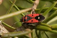 Melanocoryphus albomaculatus