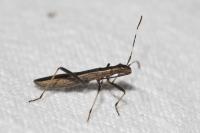 Micrelytra fossularum