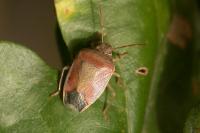 Piezodorus lituratus