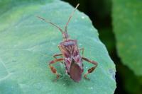 Leptoglossus occidentalis