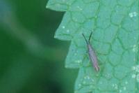 Heterotoma planicornis