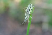 Leptopterna dolabrata