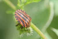 Graphosoma italicum