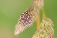 Carpocoris purpureipennis