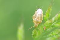Aelia acuminata