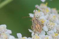 Stictopleurus