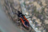 Peirates stridulus