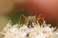 Miris striatus