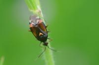 Deraeocoris ruber