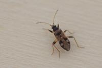 Beosus maritimus