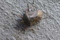 Rhaphigaster nebulosa