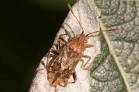 Stictopleurus abutilon