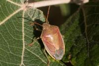 Piezodorus lituratus