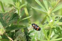 Cercopis intermedia