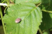 Dyroderes umbraculatus