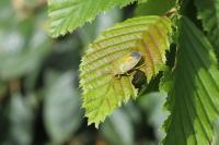 Piezodorus lituratus