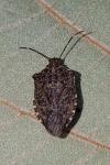Halyomorpha halys