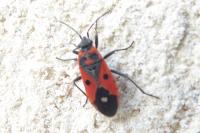 Melanocoryphus albomaculatus
