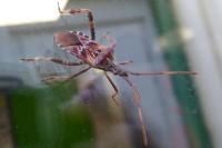 Leptoglossus occidentalis