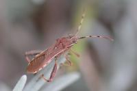 Camptopus lateralis