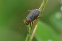 Capsus ater